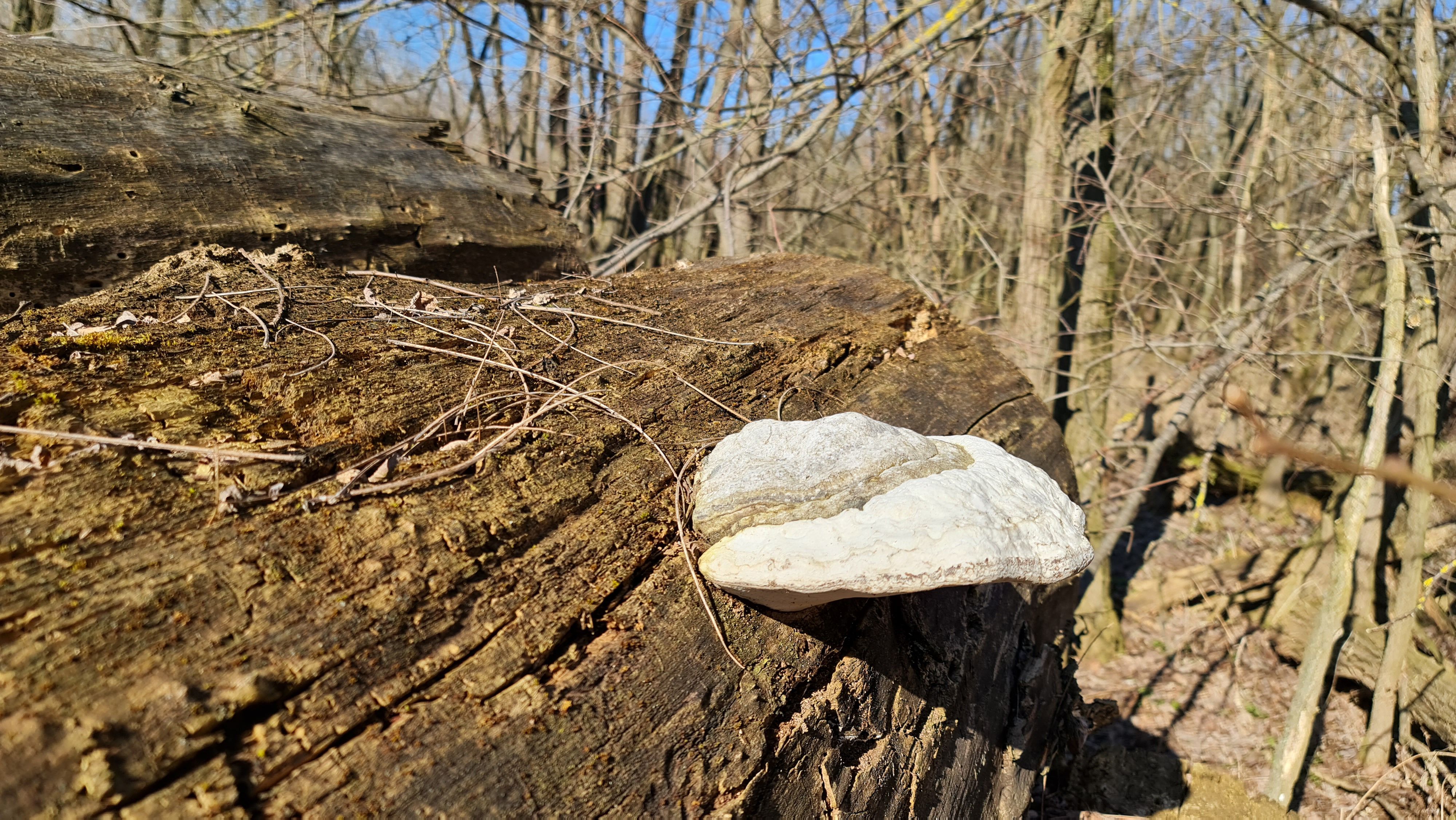 Naturwaldreservat Moravka in Hohenau.