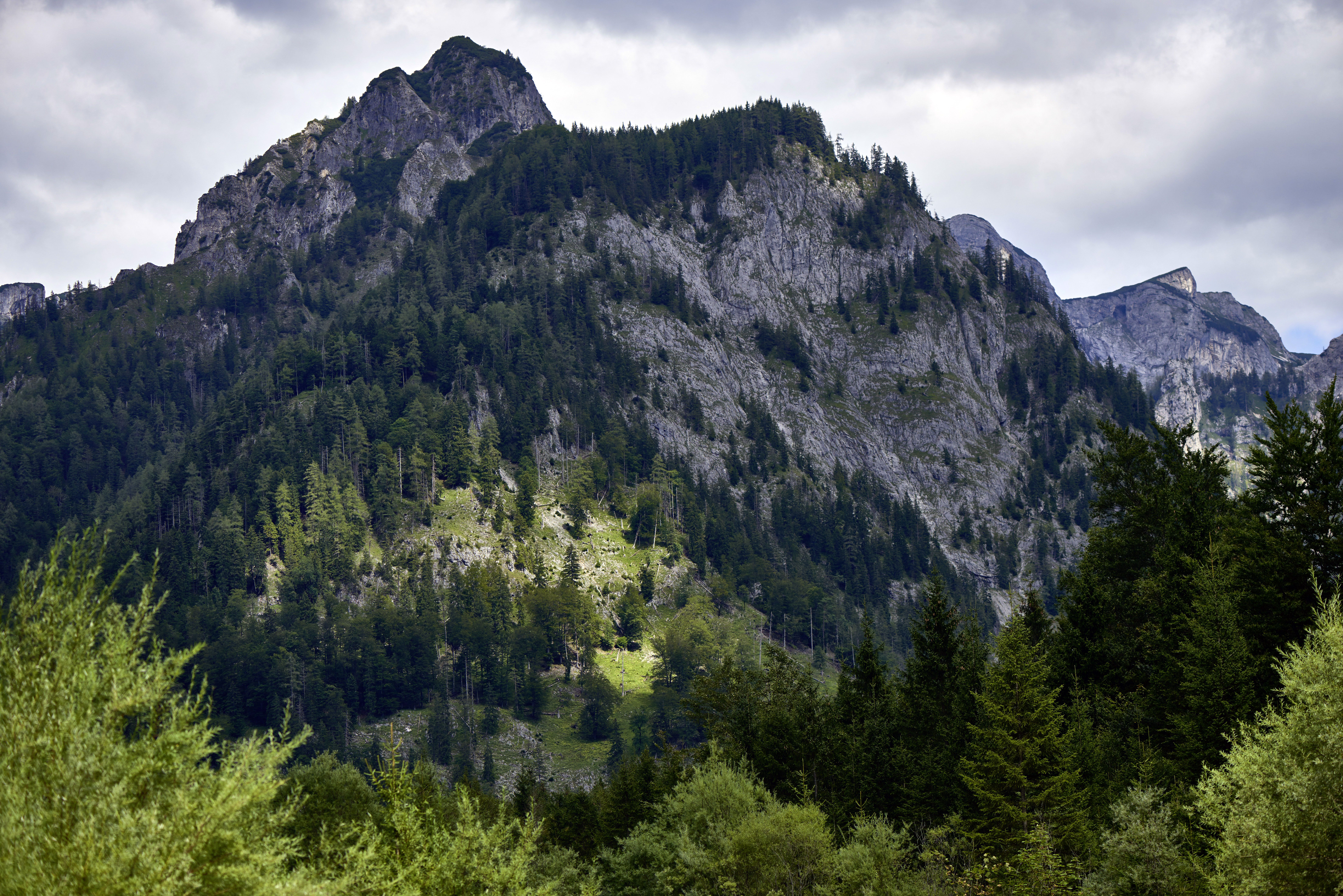 Waldimpressionen