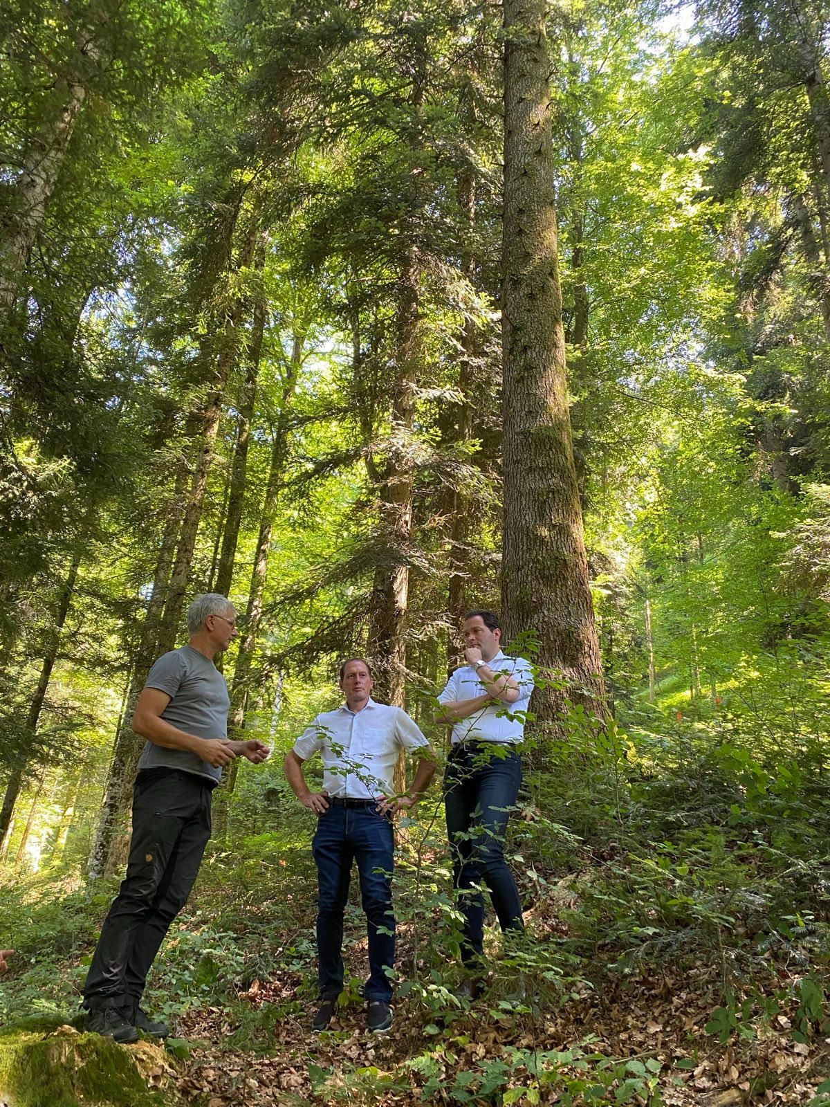 Mehr klimafitte Mischwälder durch Waldfonds