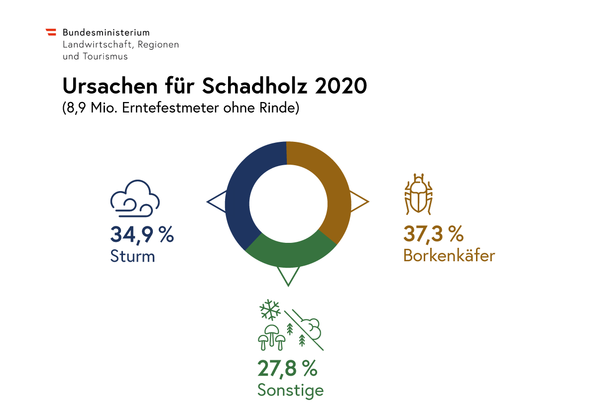 Infografik: Ursachen für Schadholz 2020 (8,9 Millionen Erntefestmeter ohne Rinde). Ein Ringdiagramm zeigt folgende Ursachen: 37,3 Prozent Borkenkäfer, 34,9 Prozent Sturm und 27,8 Prozent sonstige Ursachen