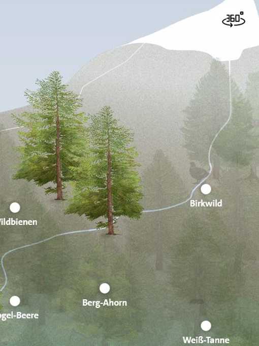 Virtuelle Waldführung