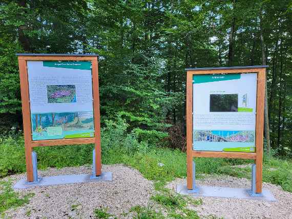 Schutzwald-Lehrpfad am Nikoloweg: Wild im Wald