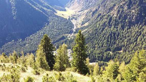 Aufforstungsfläche im alpinen Schutzwald