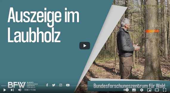 Auszeige im Laubholz 