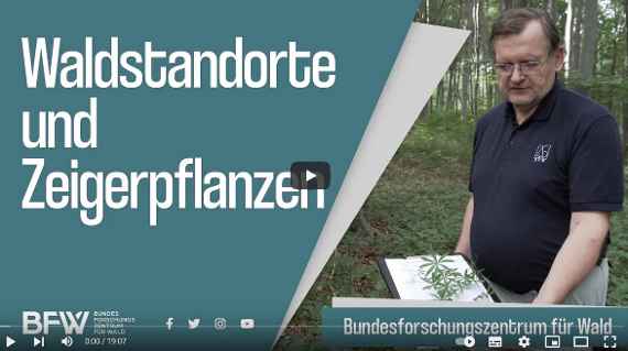 Waldstandorte und Zeigerpflanzen