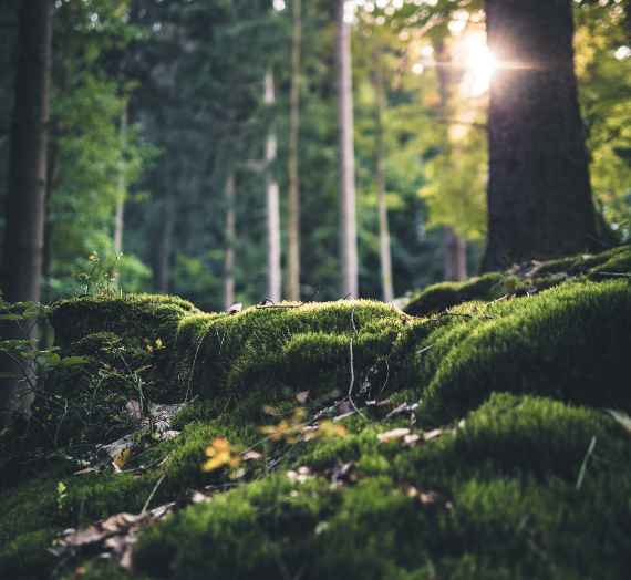 Wald und Biodiversität