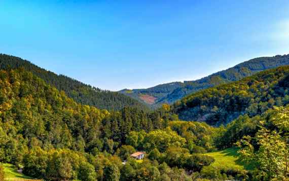 Schutzwald in Kärnten