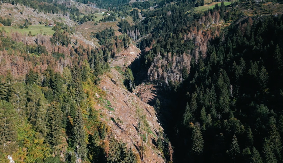 Borkenkäfer-Krisengipfel in Oberkärnten