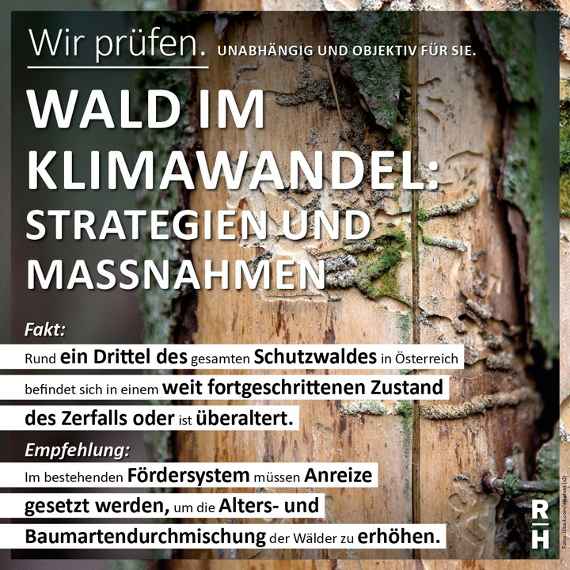 Bericht des Rechnungshof - Wald im Klimawandel: Strategien und Maßnahmen