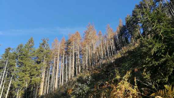 Borkenkäfer in Osttirol