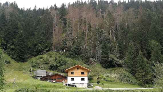 Befallener Objektschutzwald in Hopfgarten.