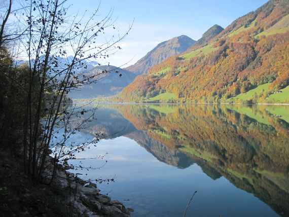 Wald in der Schweiz