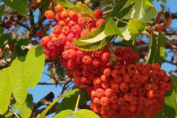 Baum des Jahres 2023: Die Eberesche 