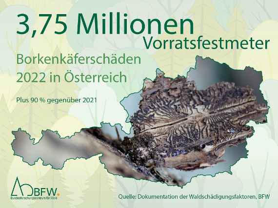 Borkenkäferschäden 2022 in Österreich