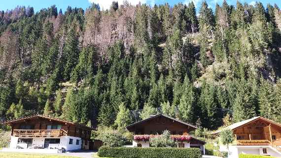 Borkenkäferbefall im Oktober 2022 in der Gemeinde Gassen/Osttirol.