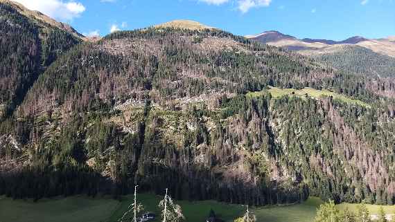 Borkenkäfersituation in Osttirol
