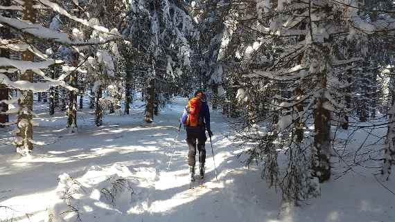 Der winterliche Schutzwald