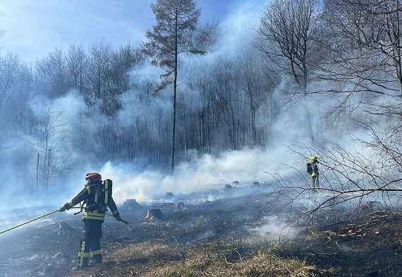 Freiwillige Feuerwehr beim Waldbrand-Einsatz