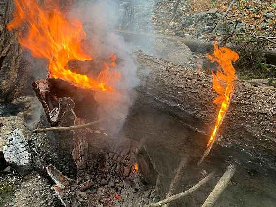 Glutnester auf Waldbrandfläche