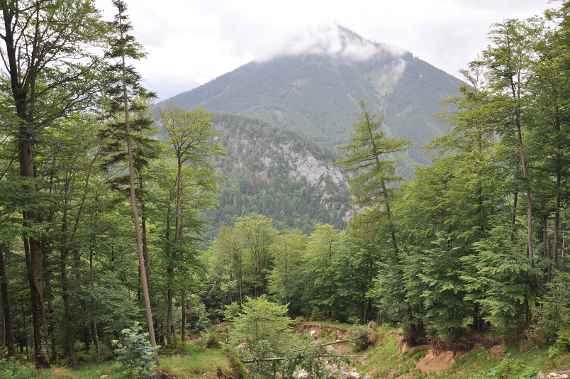 Alpines Langzeitbeobachtungsgebiet für die Schutzwaldforschung im Einzugsgebiet Rindbach