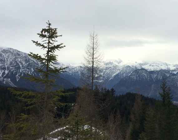 Der Schutzwald im Winter – Naturgefahrenschutz, Wildlebensraum und Outdoorspielplatz oft eng beisammen.