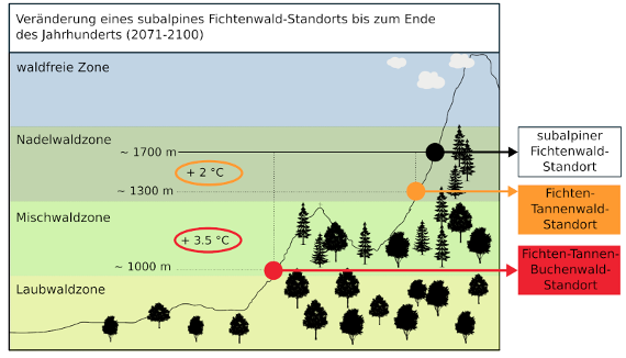 Schematische Darstellung der Waldvegetationszonen und eines subalpinen Fichtenwald-Standorts unter aktuellen (schwarzer Punkt) sowie zukünftigen thermischen Verhältnissen im Klimaszenario RCP4.5 (oranger Punkt) und RCP8.5 (roter Punkt) Ende des Jahrhunderts.