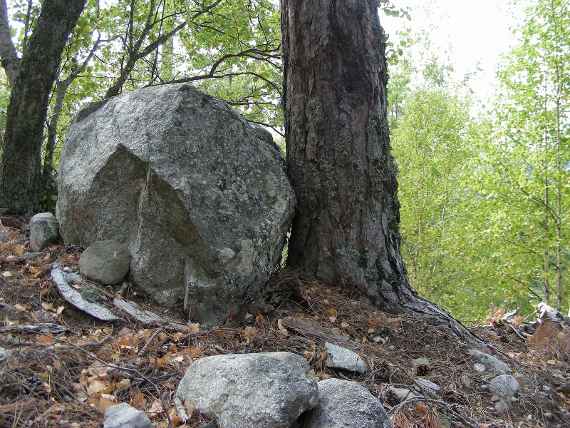 Der Wald als Schutz vor Steinschlag. 