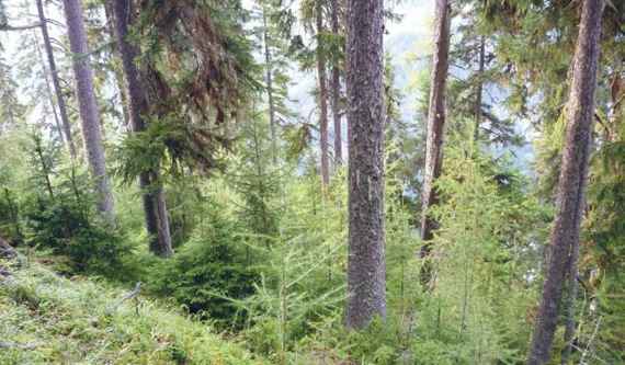Artenreicher, stufiger Schutzwald.