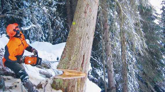 Pflegeeinsatz im Schutzwald.