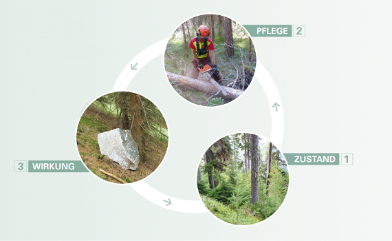 Der Prozess "Kreislauf der Waldbewirtschaftung" (NAIS)