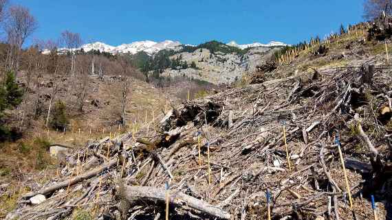 Bis ein zerstörter Schutzwald wieder nachgewachsen ist, dauert es viele Jahre.