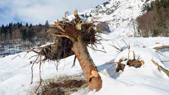 Ein gesunder Wald ist für den Lawinenschutz in Tirol essentiell.