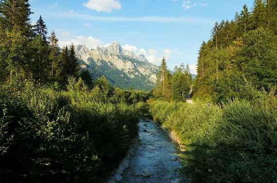Wälder als Schlüsselakteure im Hochwasserschutz