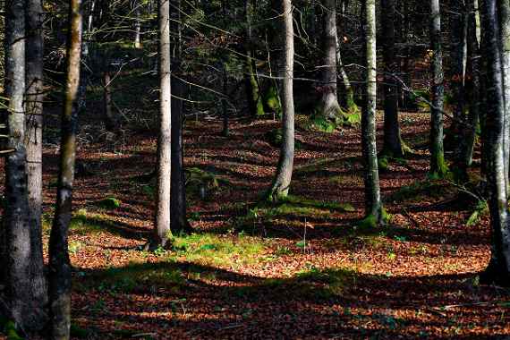 Waldfonds um 100 Millionen Euro aufgestockt 
