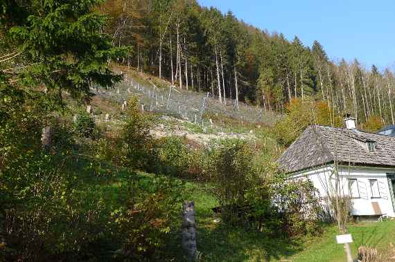 Objektschutzwald in Lunz