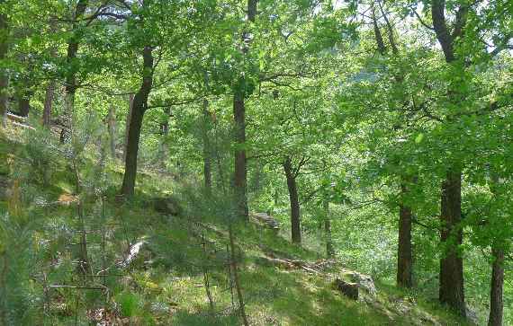 Standortschutzwald in der Wachau