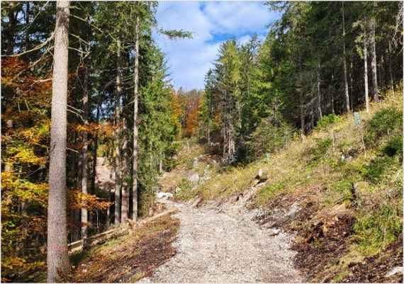 Schutzwald-Lehrpfad am Nikoloweg