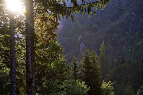 Wald in Österreich