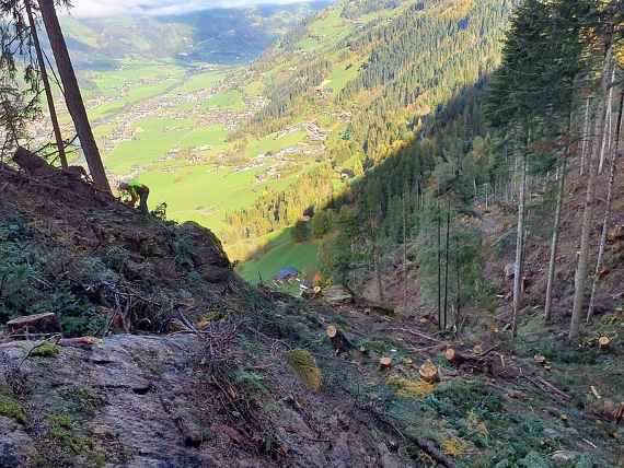 Blick auf die Aufforstung im Schutzwald