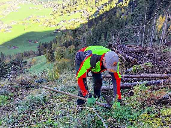Pflanzen der Jungbäume im Bereich Hollenzberg