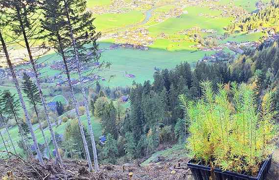 Junge Lärchen für die Aufforstungsfläche bei Mayrhofen