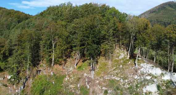 Schutzwald am Zögersbach