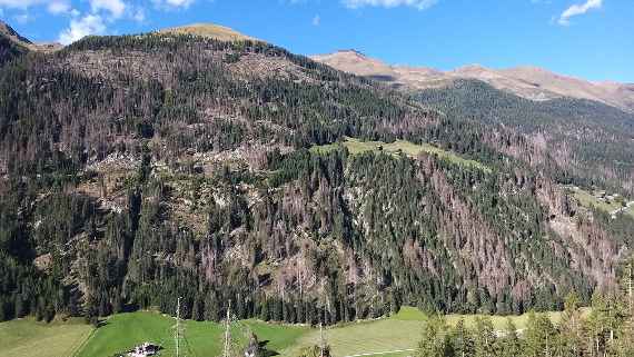 Borkenkäferschäden in Osttirol