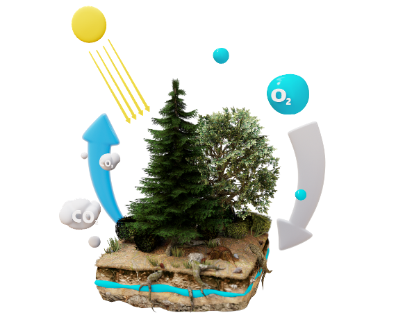 Wood goes Europe - Augmented Reality