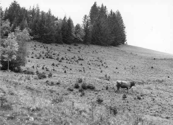 Waldweide