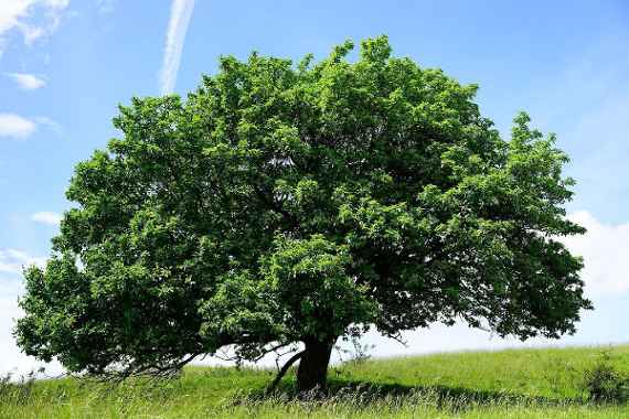Baum des Jahres 2025: Die Mehlbeere 