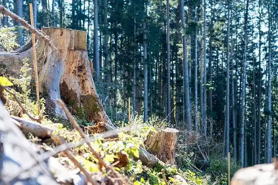 Woche des Schutzwaldes 2025: Auftakt in Tirol