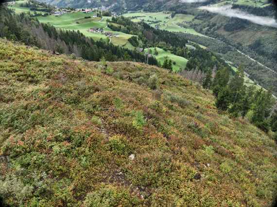 Potentiale der Birke im Schutzwald