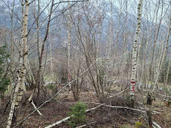 Birkenbestand