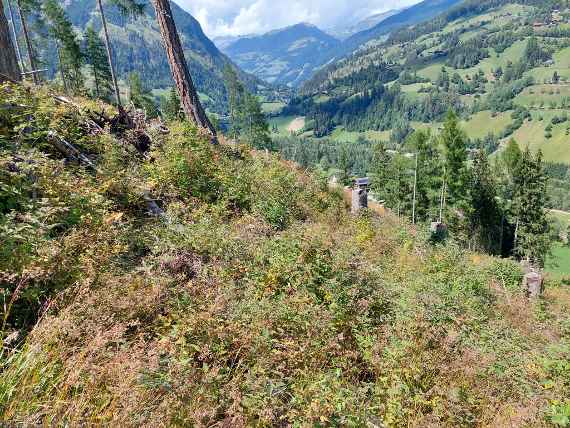 Begleitvegetation